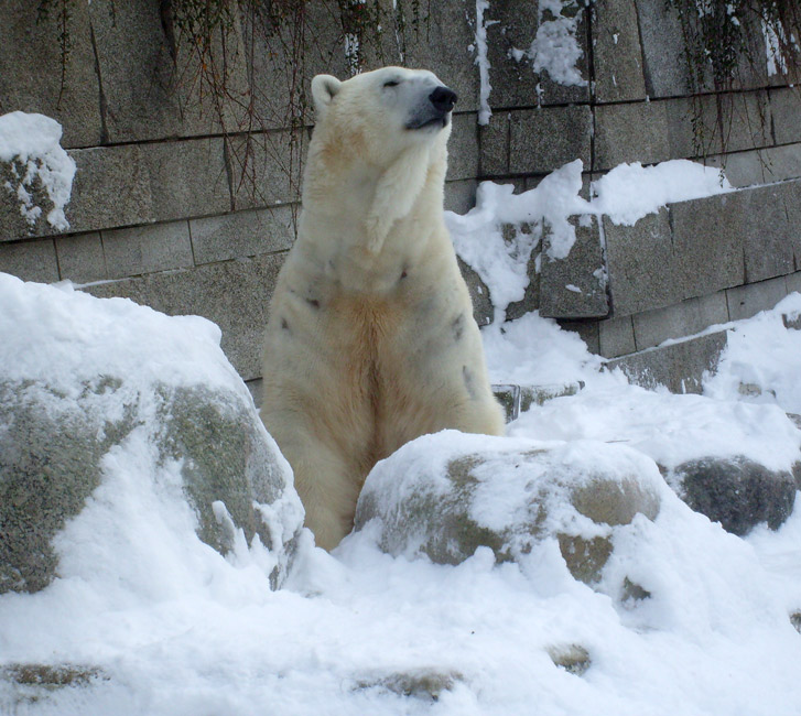 Eisbär Lars im Wuppertaler Zoo am 21. Dezember 2009
