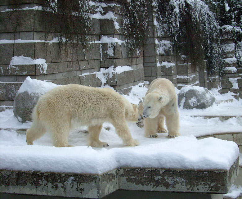 Eisbär Lars und Eisbärin Jerka im Zoo Wuppertal am 21. Dezember 2009