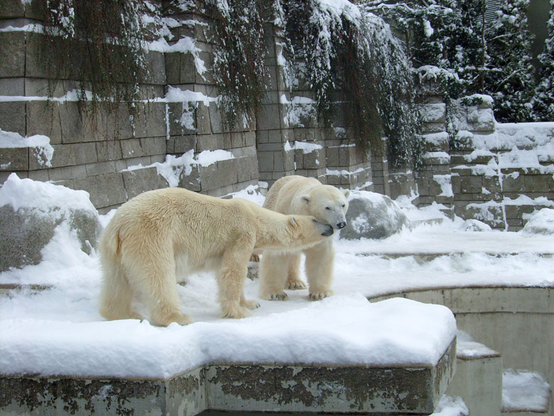 Eisbär Lars und Eisbärin Jerka im Zoologischen Garten Wuppertal am 21. Dezember 2009