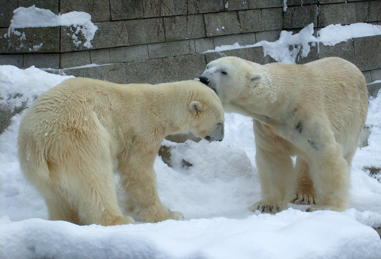 Eisbär Lars und Eisbärin Jerka im Wuppertaler Zoo am 21. Dezember 2009