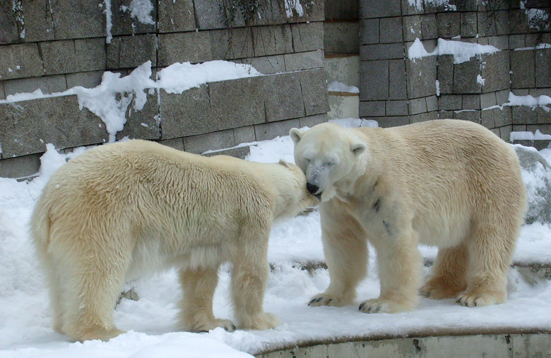 Eisbär Lars und Eisbärin Jerka im Zoo Wuppertal am 21. Dezember 2009