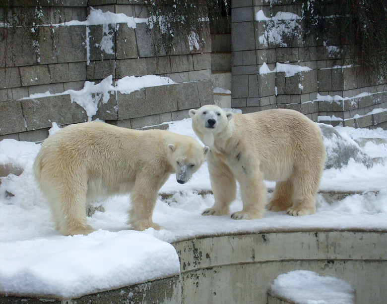 Eisbär Lars und Eisbärin Jerka im Wuppertaler Zoo am 21. Dezember 2009