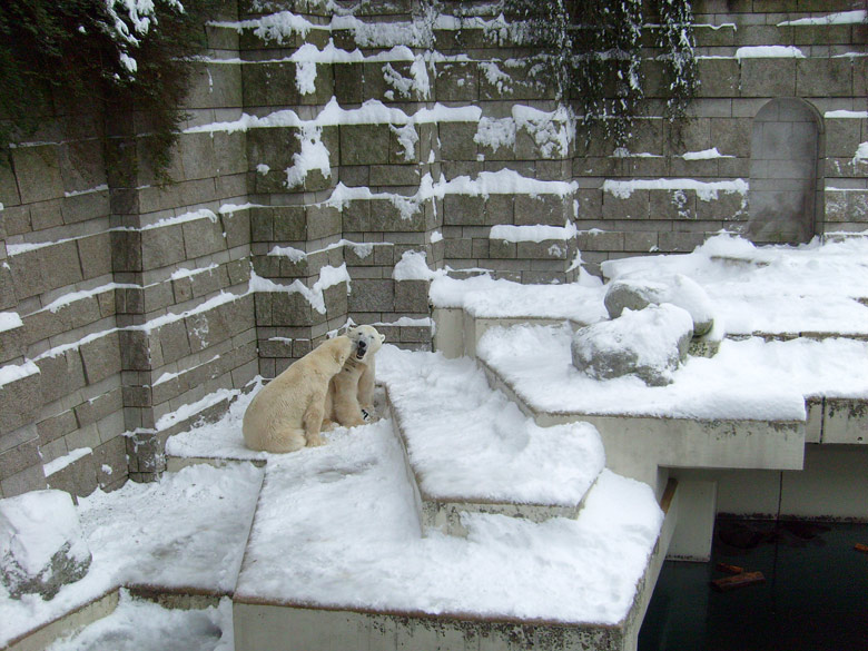 Eisbär Lars und Eisbärin Jerka im Zoologischen Garten Wuppertal am 21. Dezember 2009