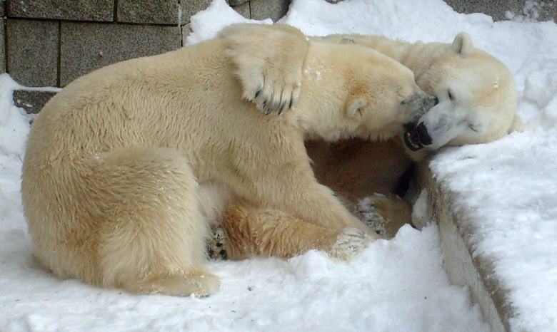 Eisbär Lars und Eisbärin Jerka im Zoo Wuppertal am 21. Dezember 2009