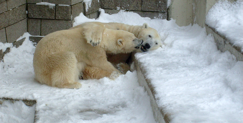 Eisbär Lars und Eisbärin Jerka im Zoologischen Garten Wuppertal am 21. Dezember 2009