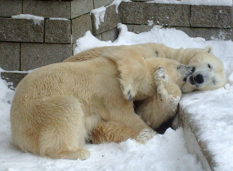 Eisbär Lars und Eisbärin Jerka im Wuppertaler Zoo am 21. Dezember 2009