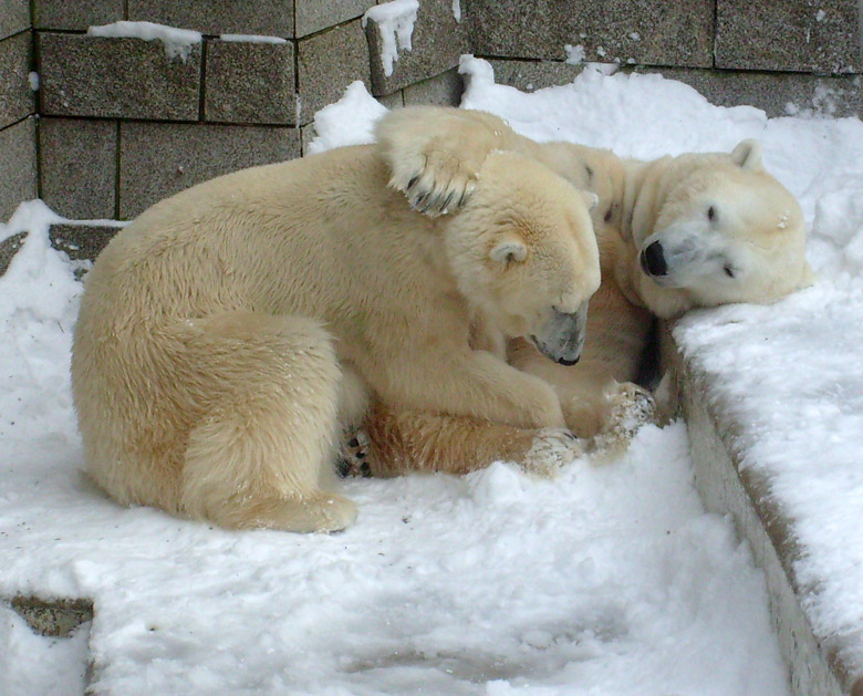 Eisbär Lars und Eisbärin Jerka im Zoo Wuppertal am 21. Dezember 2009