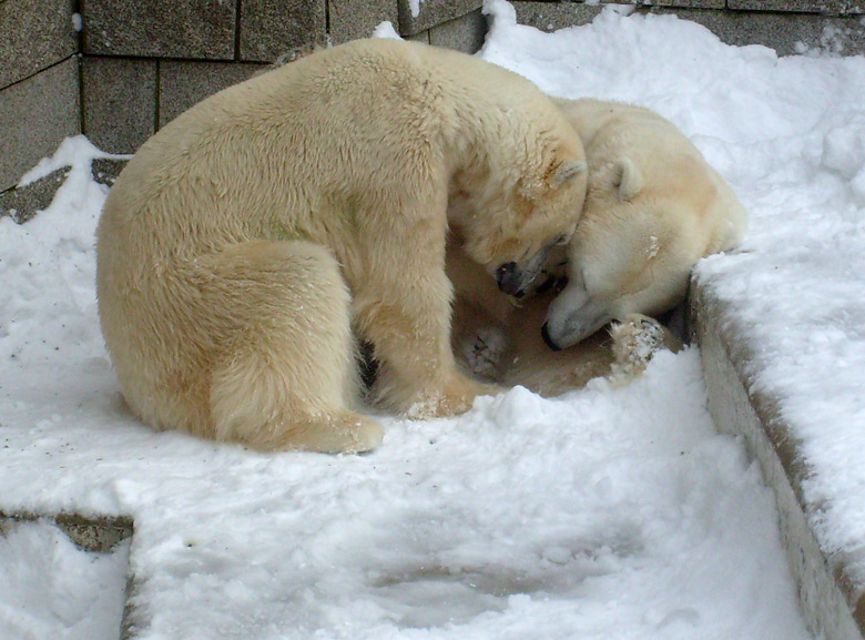 Eisbär Lars und Eisbärin Jerka im Zoologischen Garten Wuppertal am 21. Dezember 2009