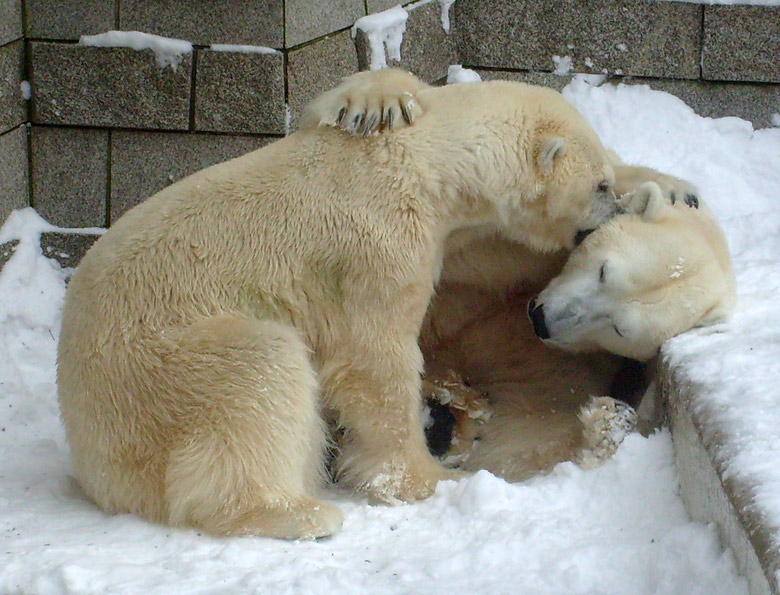 Eisbär Lars und Eisbärin Jerka im Wuppertaler Zoo am 21. Dezember 2009