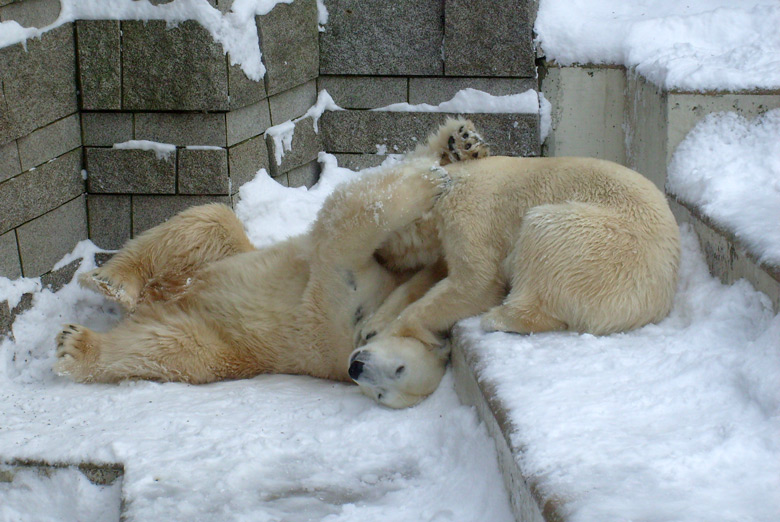 Eisbär Lars und Eisbärin Jerka im Zoo Wuppertal am 21. Dezember 2009