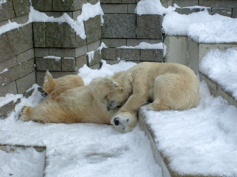 Eisbär Lars und Eisbärin Jerka im Zoologischen Garten Wuppertal am 21. Dezember 2009