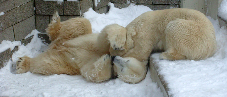 Eisbär Lars und Eisbärin Jerka im Wuppertaler Zoo am 21. Dezember 2009