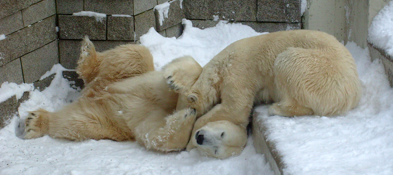 Eisbär Lars und Eisbärin Jerka im Zoo Wuppertal am 21. Dezember 2009