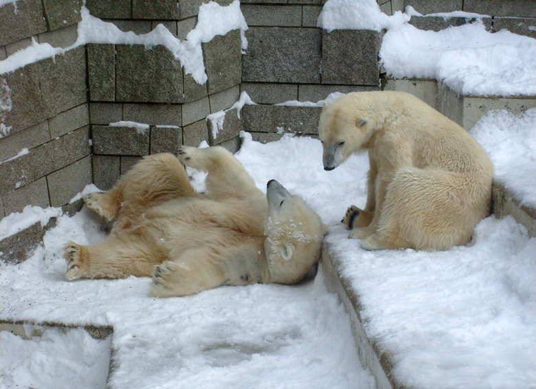 Eisbär Lars und Eisbärin Jerka im Zoologischen Garten Wuppertal am 21. Dezember 2009