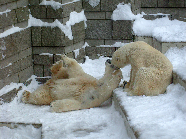 Eisbär Lars und Eisbärin Jerka im Wuppertaler Zoo am 21. Dezember 2009