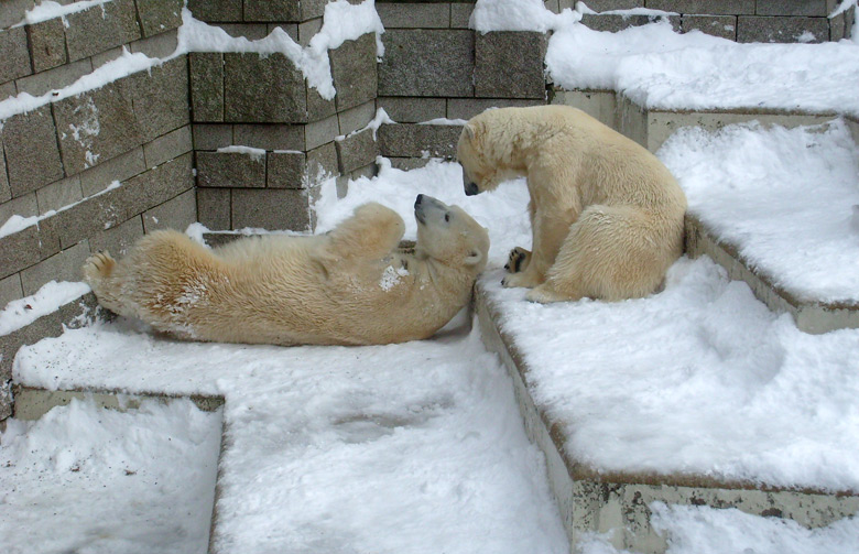 Eisbär Lars und Eisbärin Jerka im Zoo Wuppertal am 21. Dezember 2009