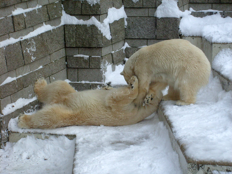 Eisbär Lars und Eisbärin Jerka im Zoologischen Garten Wuppertal am 21. Dezember 2009