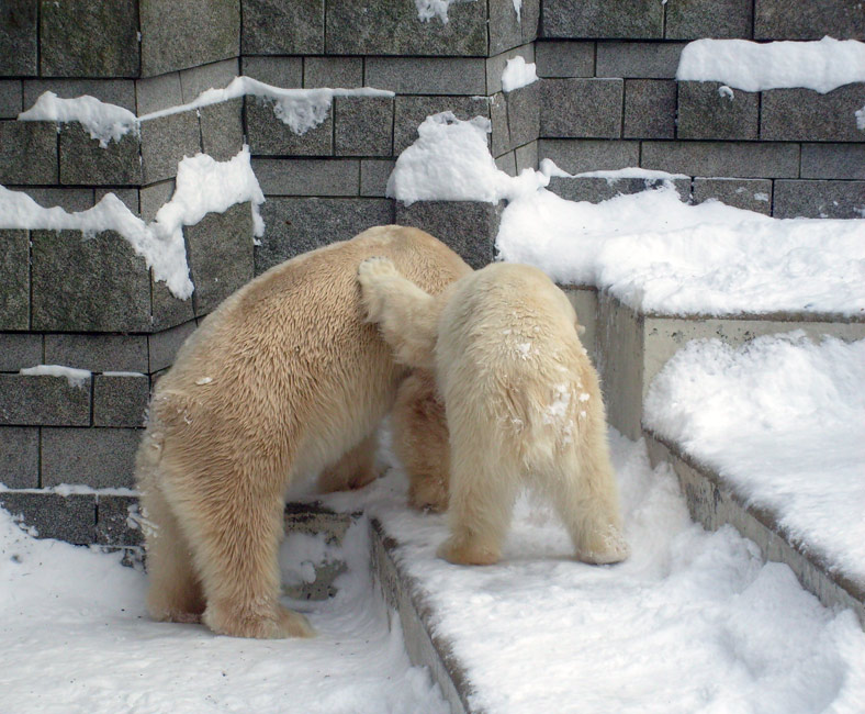 Eisbär Lars und Eisbärin Jerka im Zoologischen Garten Wuppertal am 21. Dezember 2009