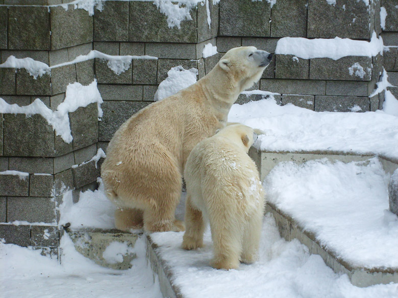 Eisbär Lars und Eisbärin Jerka im Wuppertaler Zoo am 21. Dezember 2009