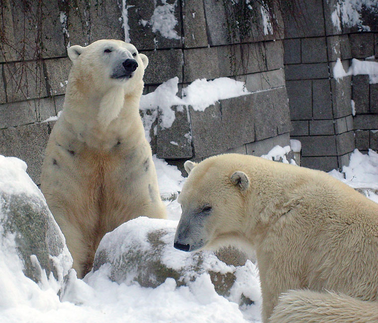 Eisbär Lars und Eisbärin Jerka im Zoo Wuppertal am 21. Dezember 2009