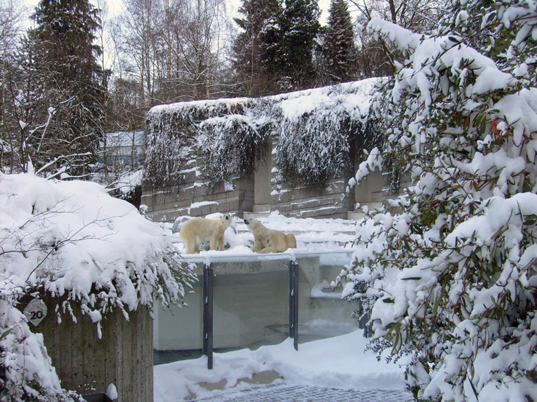 Eisbär Lars und Eisbärin Jerka im Zoologischen Garten Wuppertal am 21. Dezember 2009