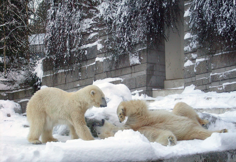 Eisbär Lars und Eisbärin Jerka im Zoo Wuppertal am 21. Dezember 2009