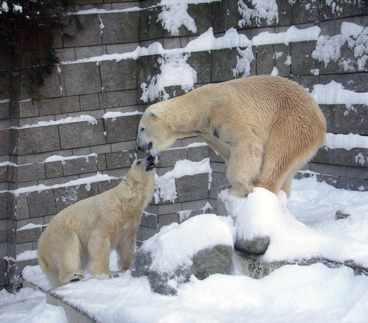 Eisbär Lars und Eisbärin Jerka im Zoologischen Garten Wuppertal am 21. Dezember 2009