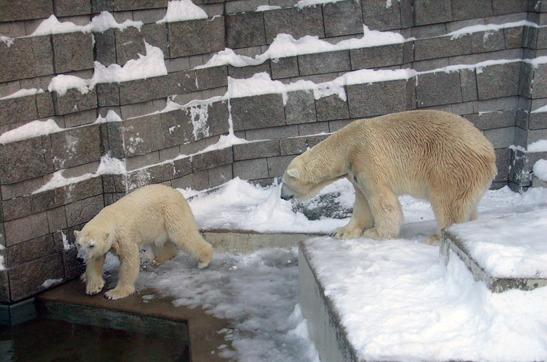 Eisbär Lars und Eisbärin Jerka im Zoo Wuppertal am 21. Dezember 2009