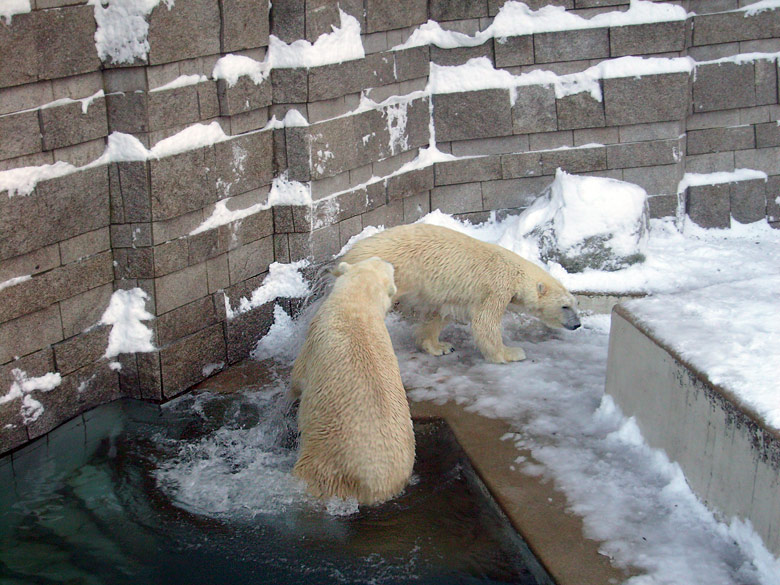 Eisbär Lars und Eisbärin Jerka im Wuppertaler Zoo am 21. Dezember 2009