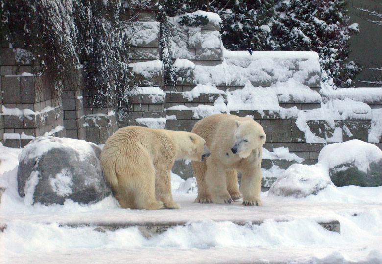 Eisbär Lars und Eisbärin Jerka im Zoo Wuppertal am 21. Dezember 2009