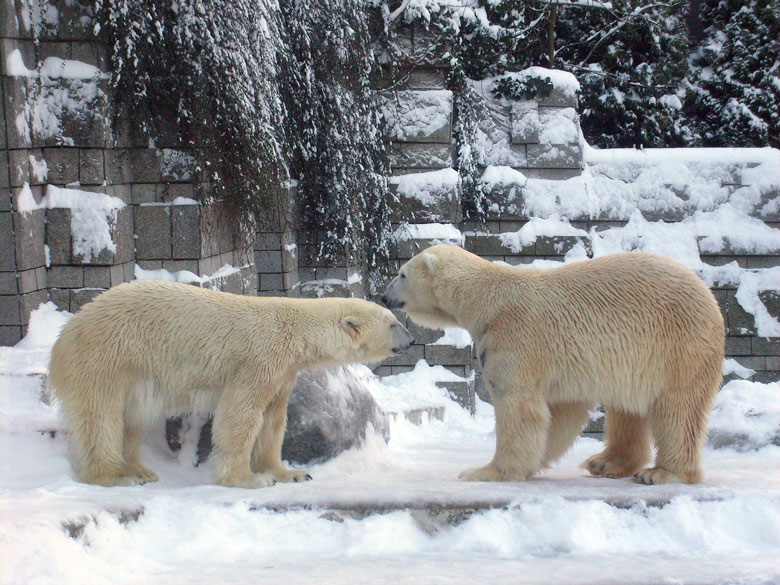 Eisbär Lars und Eisbärin Jerka im Wuppertaler Zoo am 21. Dezember 2009