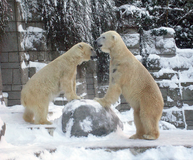 Eisbär Lars und Eisbärin Jerka im Zoo Wuppertal am 21. Dezember 2009