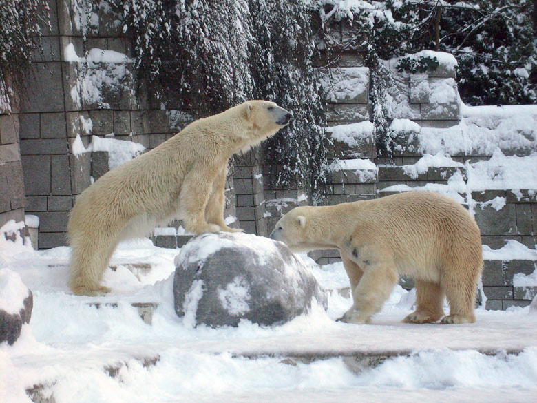 Eisbär Lars und Eisbärin Jerka im Wuppertaler Zoo am 21. Dezember 2009