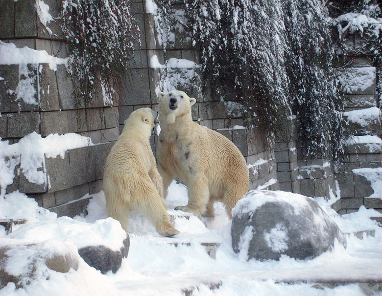 Eisbär Lars und Eisbärin Jerka im Zoo Wuppertal am 21. Dezember 2009