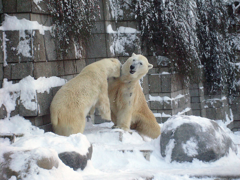 Eisbär Lars und Eisbärin Jerka im Zoologischen Garten Wuppertal am 21. Dezember 2009