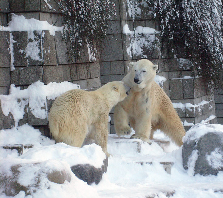 Eisbär Lars und Eisbärin Jerka im Wuppertaler Zoo am 21. Dezember 2009