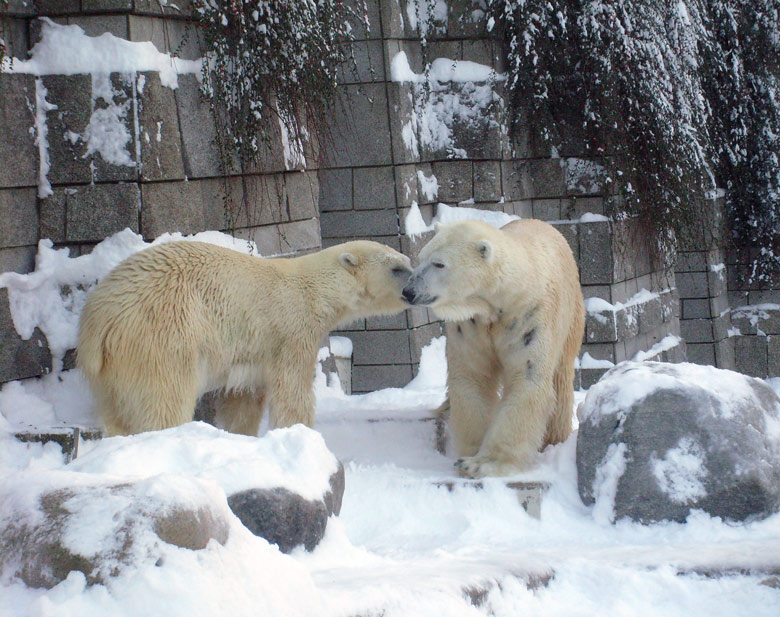 Eisbär Lars und Eisbärin Jerka im Zoo Wuppertal am 21. Dezember 2009