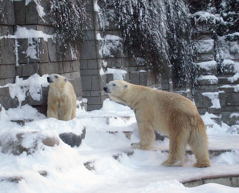 Eisbär Lars und Eisbärin Jerka im Zoologischen Garten Wuppertal am 21. Dezember 2009