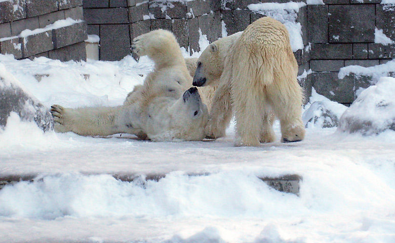 Eisbär Lars und Eisbärin Jerka im Wuppertaler Zoo am 21. Dezember 2009