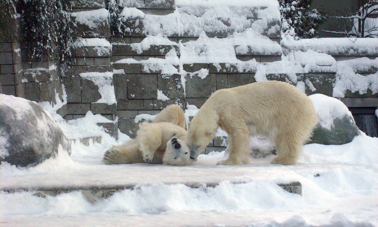 Eisbär Lars und Eisbärin Jerka im Wuppertaler Zoo am 21. Dezember 2009