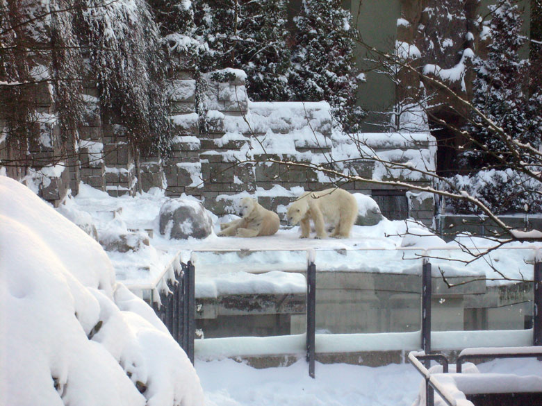 Eisbär Lars und Eisbärin Jerka im Zoologischen Garten Wuppertal am 21. Dezember 2009