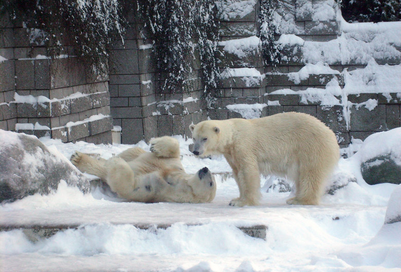 Eisbär Lars und Eisbärin Jerka im Wuppertaler Zoo am 21. Dezember 2009