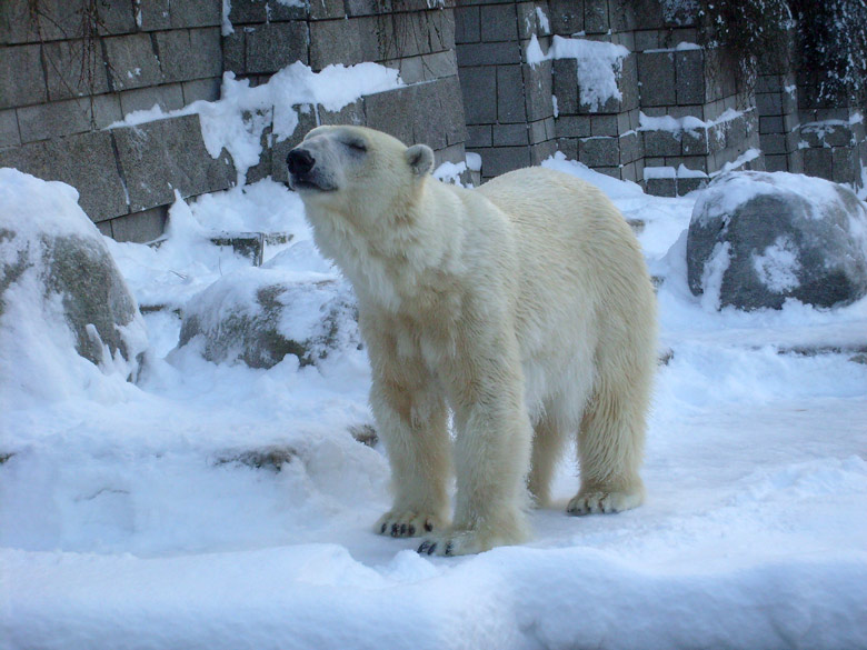 Eisbärin Jerka im Zoo Wuppertal am 21. Dezember 2009