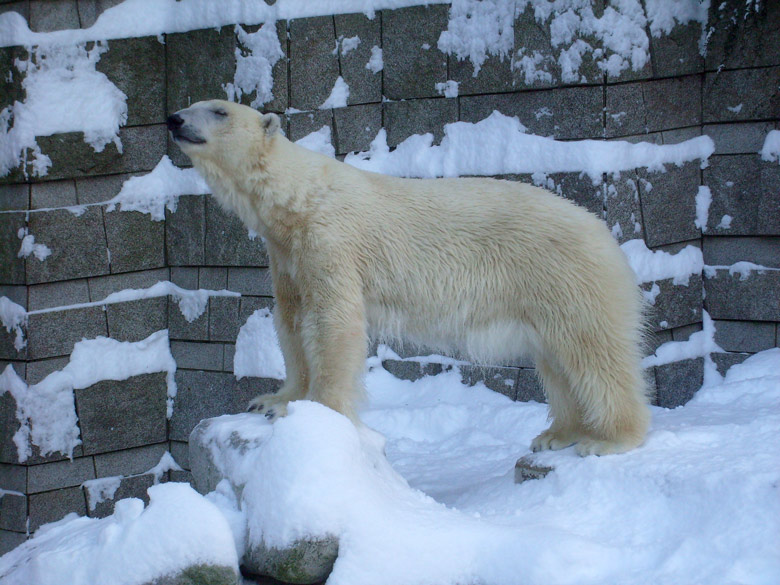 Eisbärin Jerka im Zoologischen Garten Wuppertal am 21. Dezember 2009