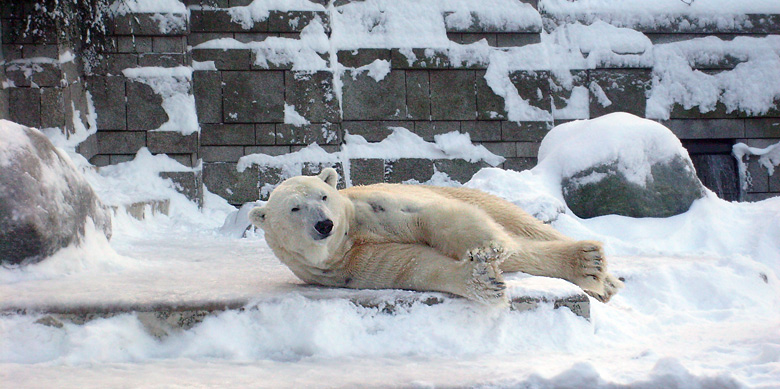 Eisbär Lars im Zoo Wuppertal am 21. Dezember 2009