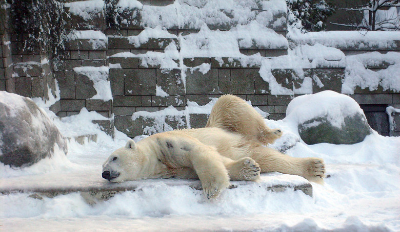 Eisbär Lars im Zoologischen Garten Wuppertal am 21. Dezember 2009