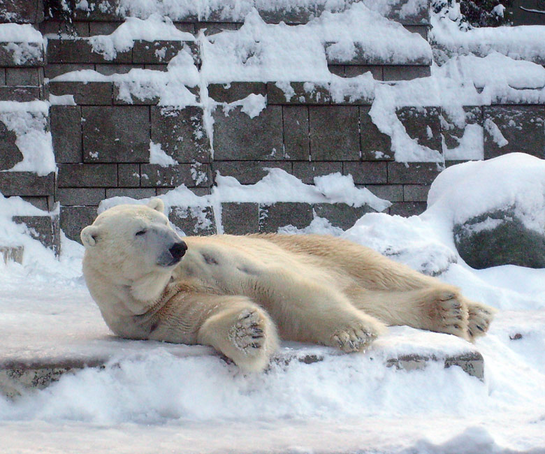 Eisbär Lars im Wuppertaler Zoo am 21. Dezember 2009