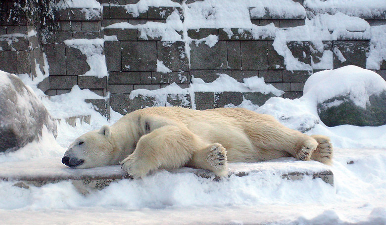 Eisbär Lars im Zoo Wuppertal am 21. Dezember 2009