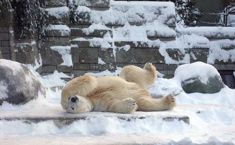 Eisbär Lars im Zoologischen Garten Wuppertal am 21. Dezember 2009