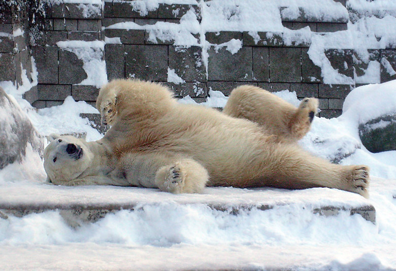 Eisbär Lars im Zoo Wuppertal am 21. Dezember 2009